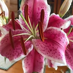 Meet your Posher, Joan